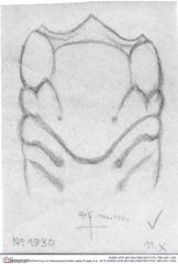 Historische Skizze/Zeichnung von Mesoparapylocheles zapfei (Fraaije et al., 2019) (NHMW-AFW-GEO-BACHMAYER-FOTO-1990-0041-1930)